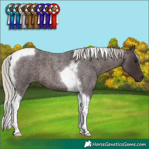 Horse Color:Silver Brown Roan Tobiano 