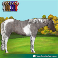 Horse Color:Silver Brown Roan Tobiano 