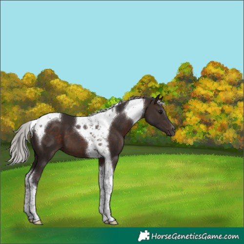 Horse Color:Silver Brown Tobiano 