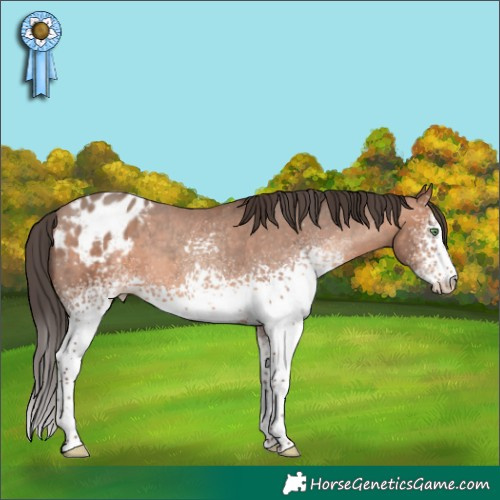 Horse Color:White Spotted Sable Champagne Appaloosa 