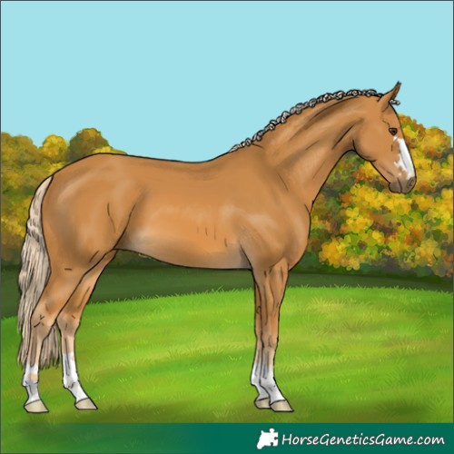Horse Color:Palomino