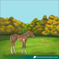 Horse Color:Chocolate Palomino Tobiano