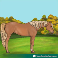 Horse Color:Unknown 