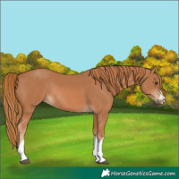 Horse Color:Unknown 