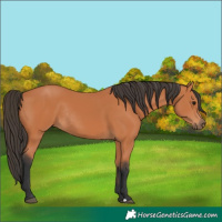 Horse Color:Unknown 