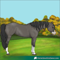 Horse Color:Unknown 