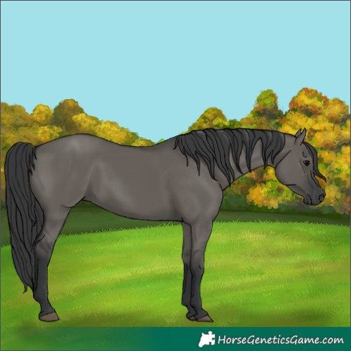Horse Color:Unknown 