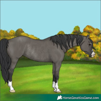 Horse Color:Unknown 