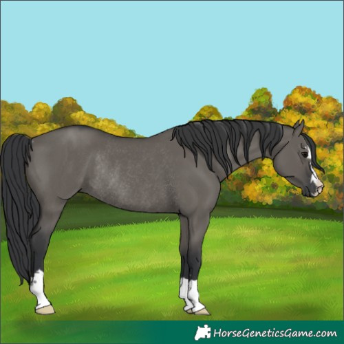 Horse Color:Unknown 