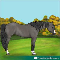 Horse Color:Grullo Rabicano 