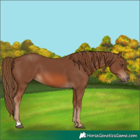 Horse Color:Unknown 