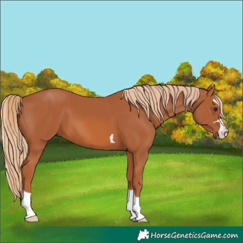 Horse Color:Unknown 