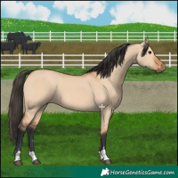 Horse Color:Bay Dun 