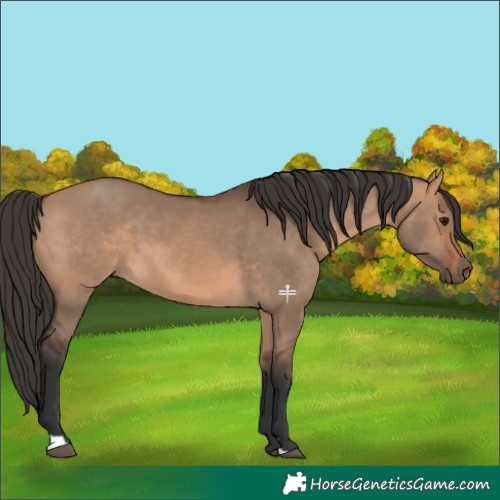 Horse Color:Bay Dun 