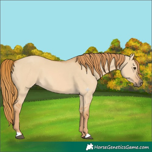 Horse Color:Red Dun 