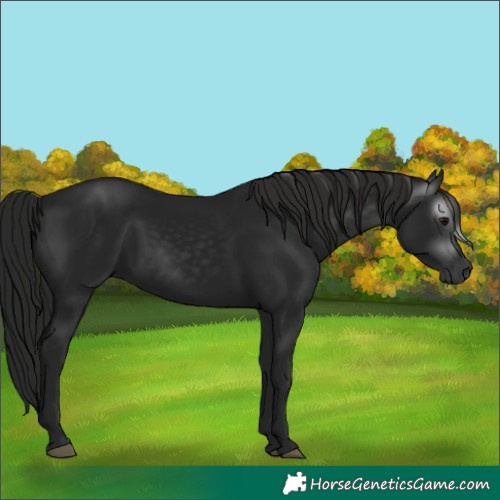 Horse Color:Gray Black 