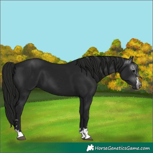 Horse Color:Unknown 