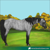Horse Color:Unknown 