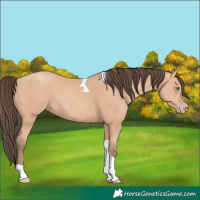 Horse Color:Unknown 