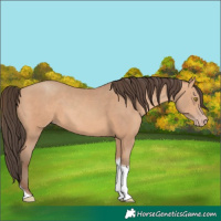 Horse Color:Unknown 