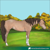 Horse Color:Unknown 