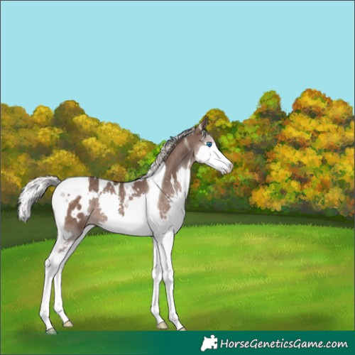 Horse Color:White Spotted Silver Black Splash Tobiano 