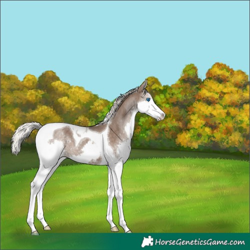 Horse Color:Silver Black Splash Tobiano 