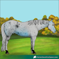 Horse Color:ERROR: UNKNOWN ANOMALY