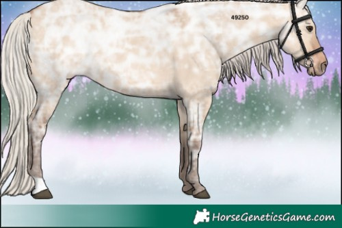 Horse Color:Silver Bay Ice Dun 