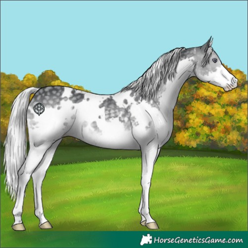 Horse Color:White Spotted Silver Black Chinchilla Splash 