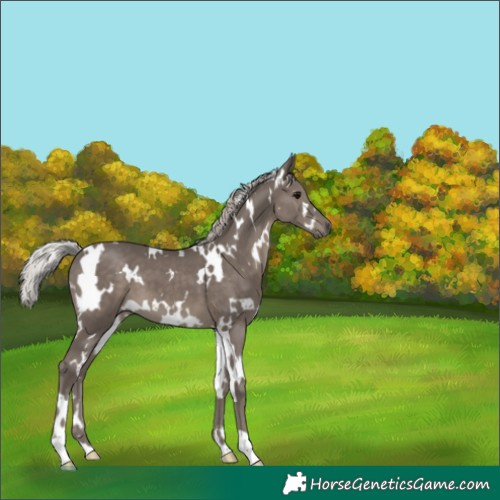 Horse Color:White Spotted Silver Black Mushroom 