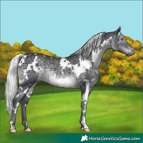 Horse Color:White Spotted Silver Black Chinchilla 