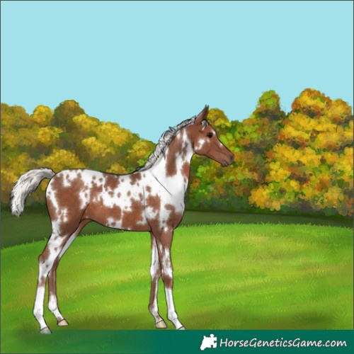 Horse Color:White Spotted Silver Black 