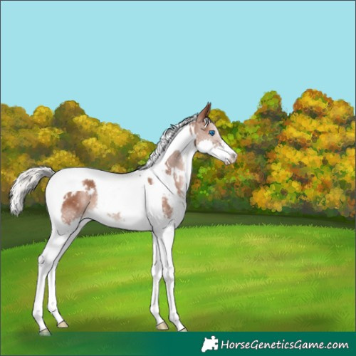 Horse Color:White Spotted Silver Black Splash Tobiano 
