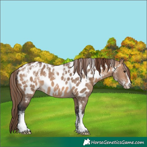 Horse Color:Powder White Bay Dun Appaloosa 