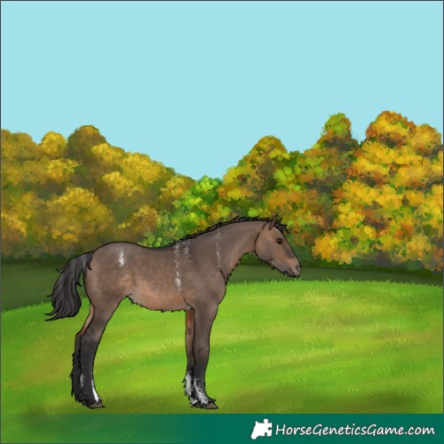 Horse Color:Powder White Brown Dun Rabicano 