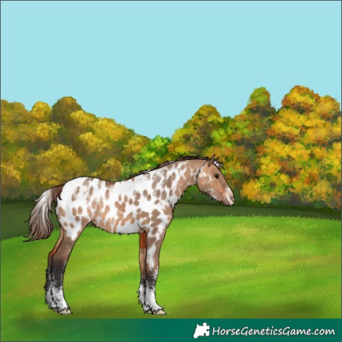 Horse Color:Powder White Bay Dun Appaloosa 