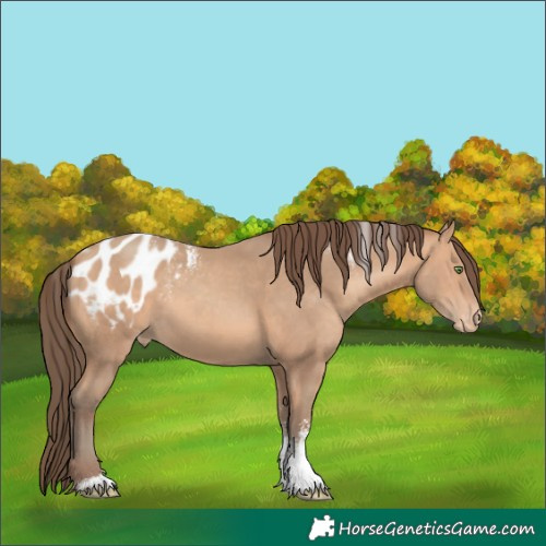 Horse Color:Powder White Amber Champagne Sabino Blanket 