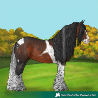 Horse Color:Brown Splash Tobiano Rabicano 