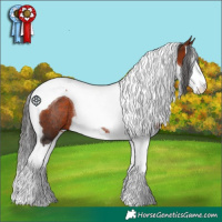 Horse Color:Bay Splash Tobiano Rabicano