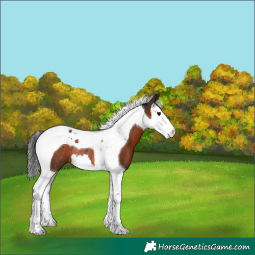 Horse Color:Brown Splash Tobiano Rabicano 