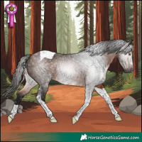 Horse Color:Gray Bay Tobiano Rabicano 