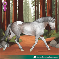 Horse Color:Gray Bay Tobiano Rabicano 