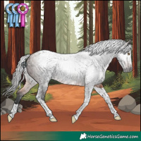 Horse Color:Gray Bay Tobiano Rabicano 