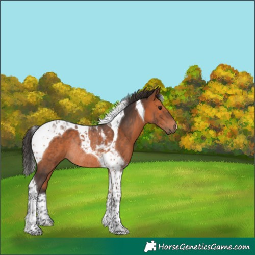 Horse Color:Bay Tobiano Rabicano 