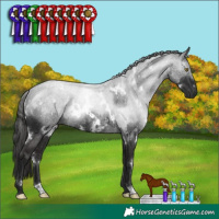 Horse Color:White Spotted Liver Chestnut Rabicano