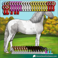 Horse Color:Silver Black Tobiano