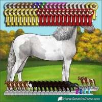 Horse Color:Silver Black Tobiano 