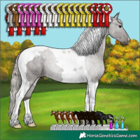 Horse Color:Silver Black Tobiano