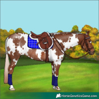 Horse Color:White Spotted Chestnut Rabicano